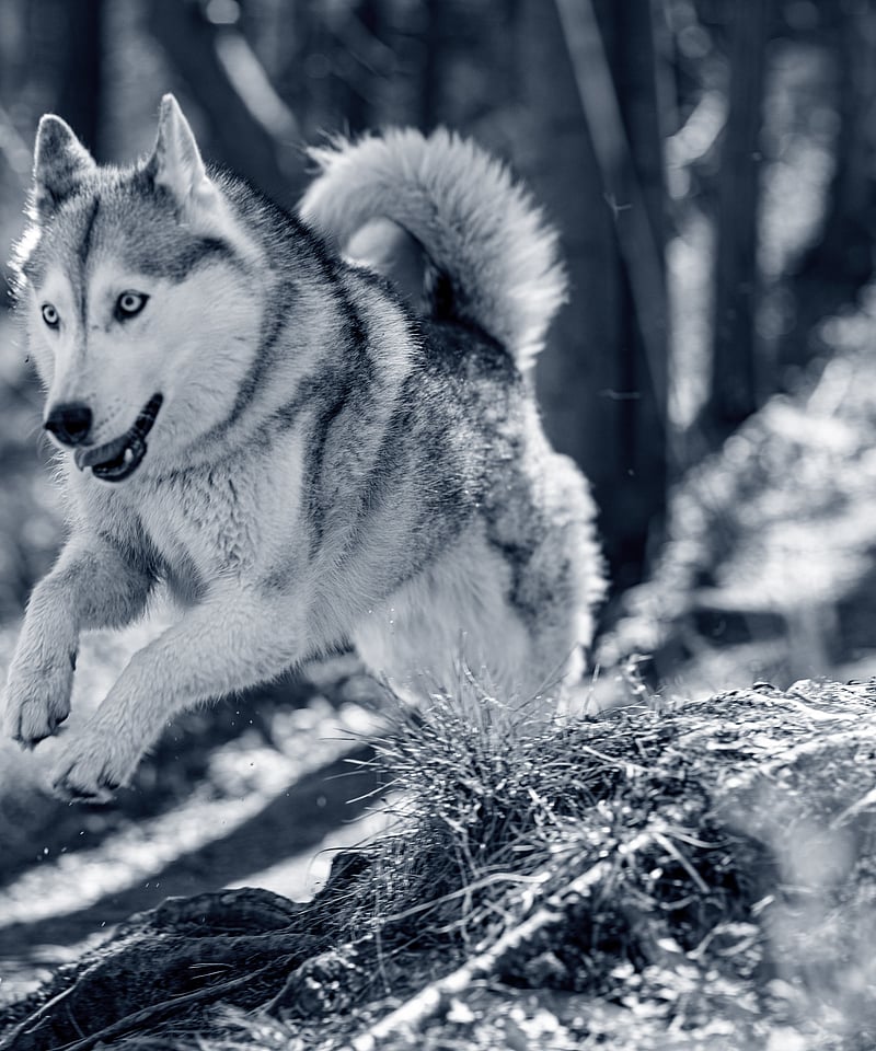Dog running and jumping