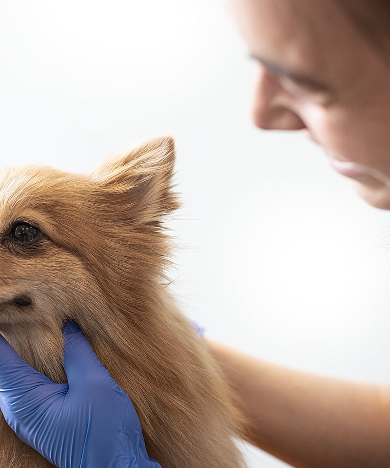 Vet examining small dog