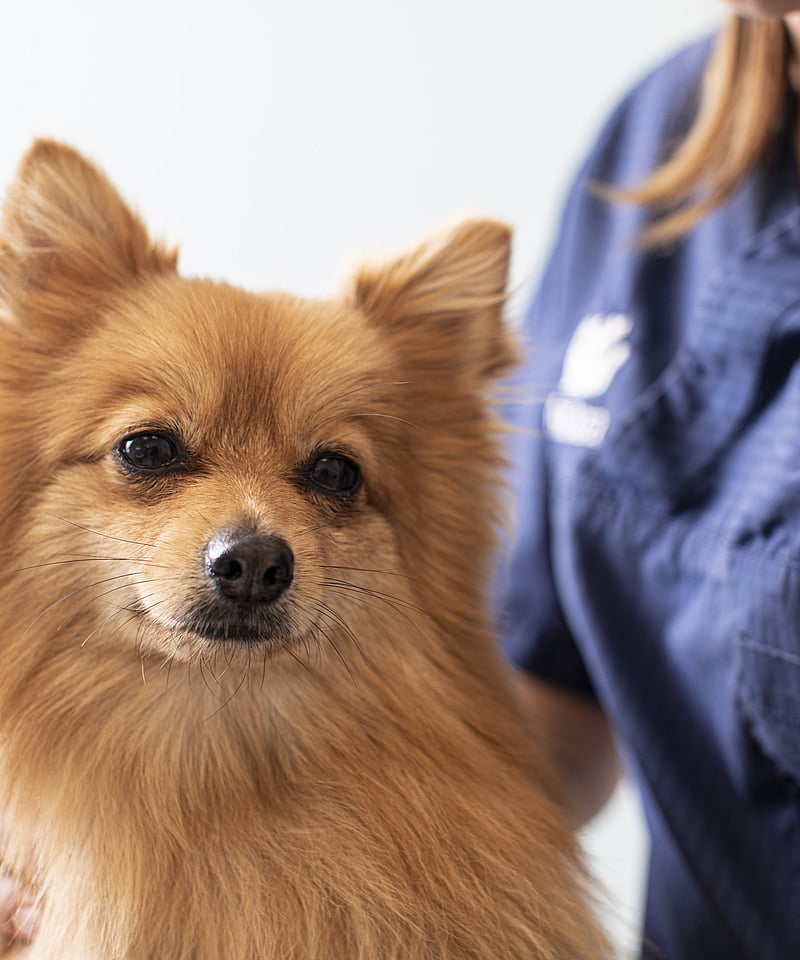 Dierenarts onderzoekt hond