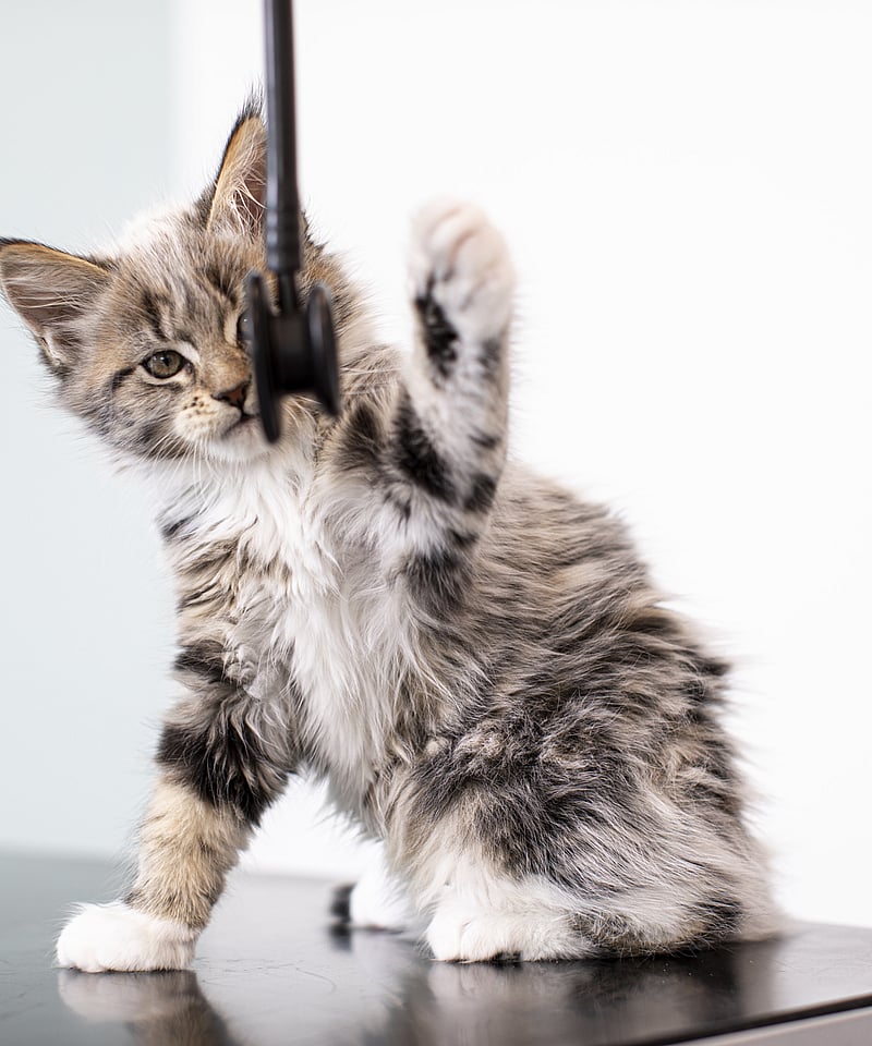 Kitten speelt