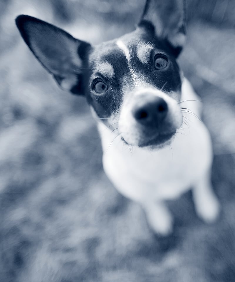 Een hond die omhoog naar de camera kijkt.