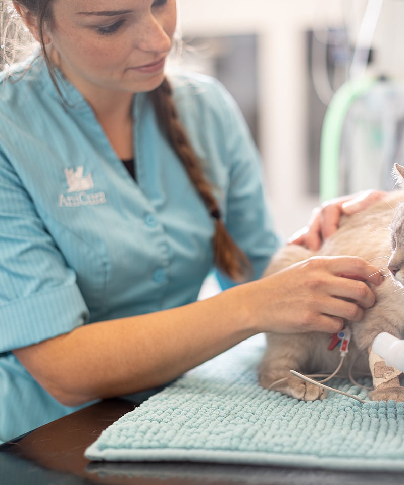 Een persoon die een kat een infuus geeft.