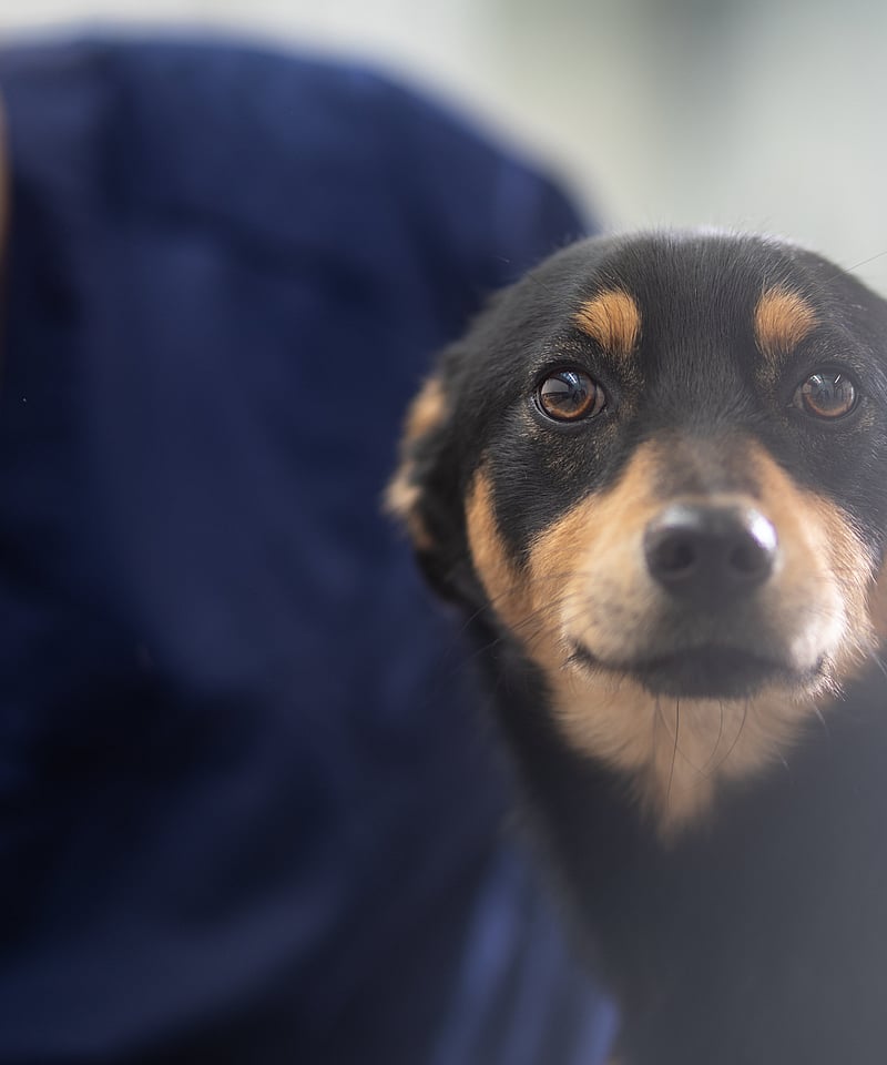 Een hond die de camera bekijkt.