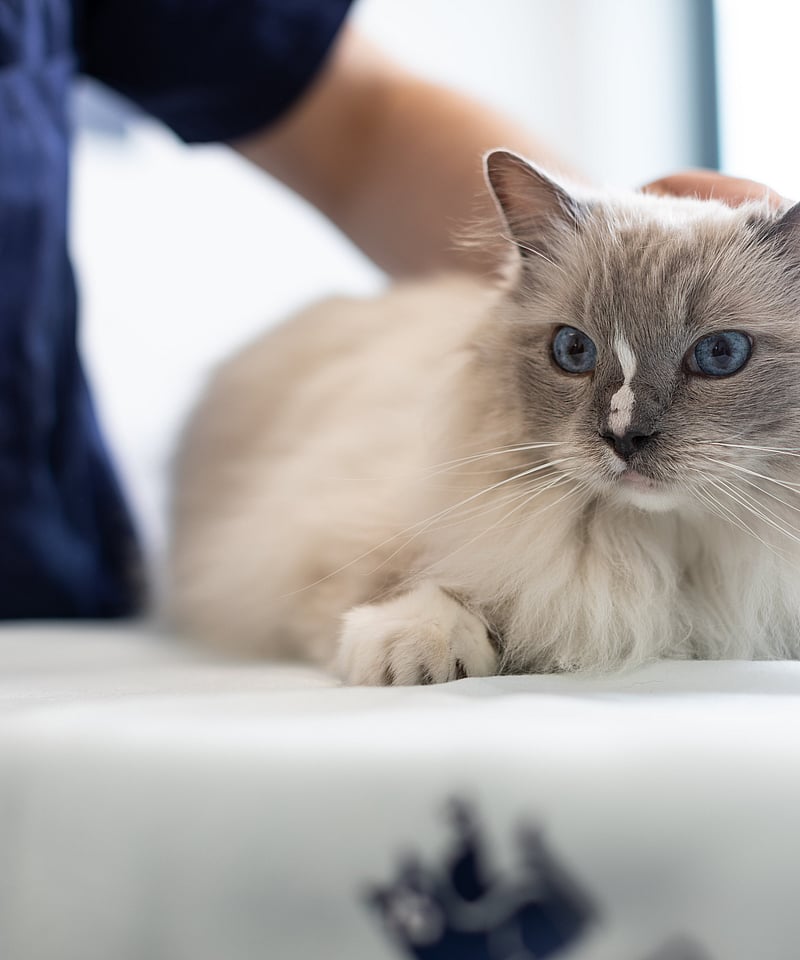 AniCura Dierenkliniek Kerkelanden