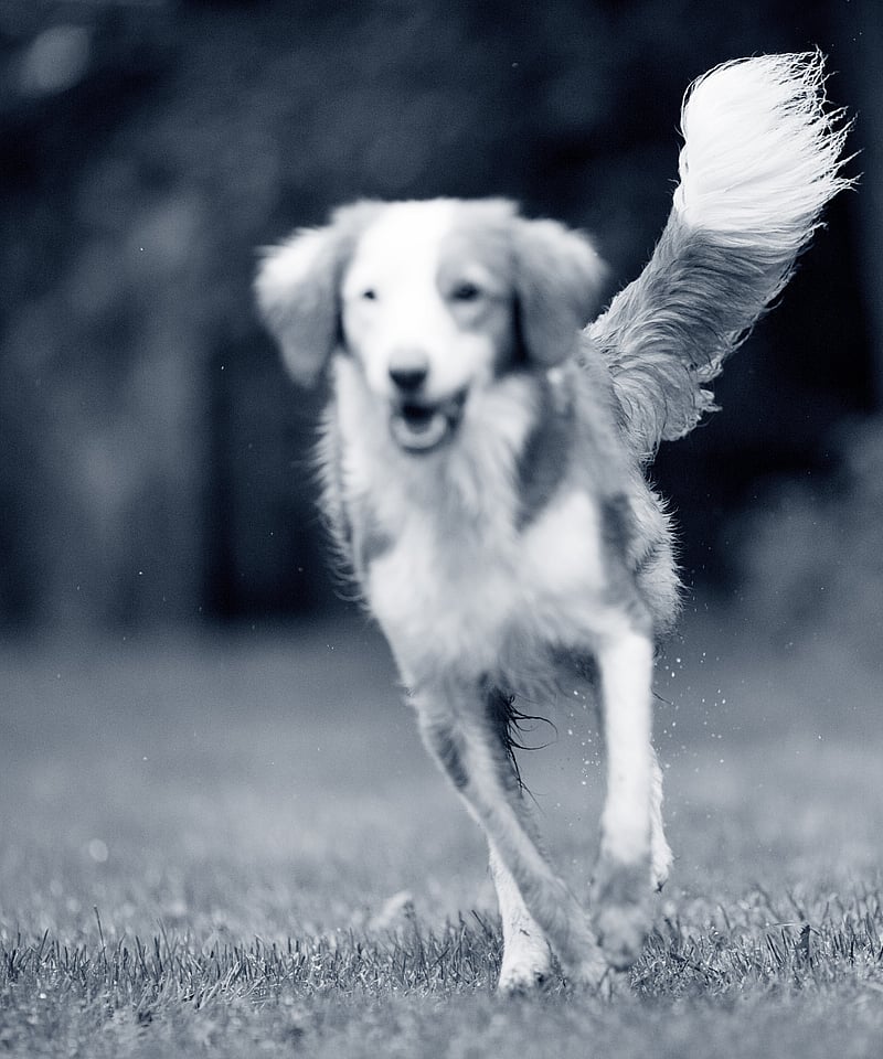 Dog running on field 1