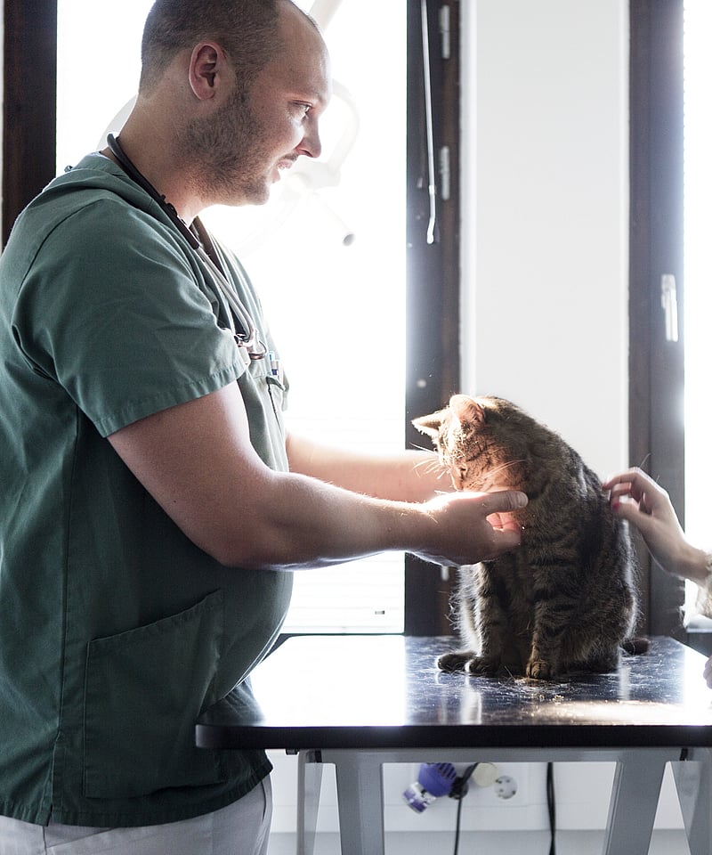 Cat on a table