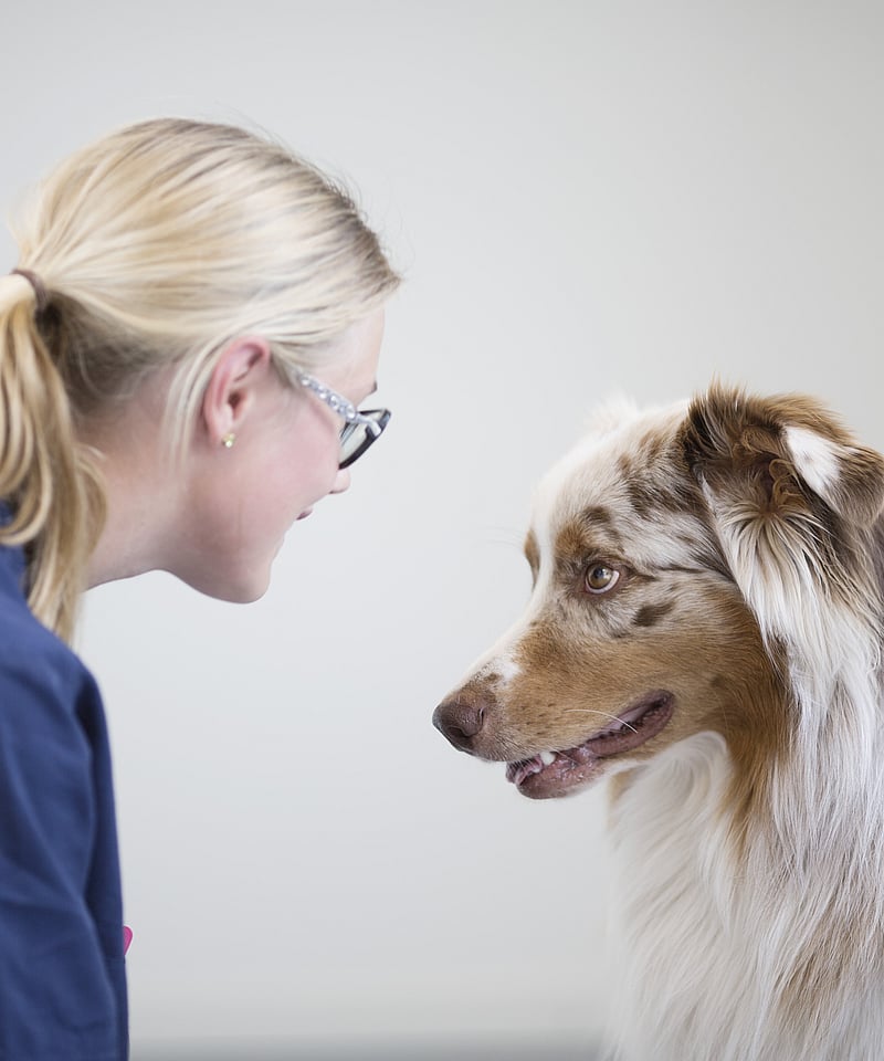 Australian Sheperd