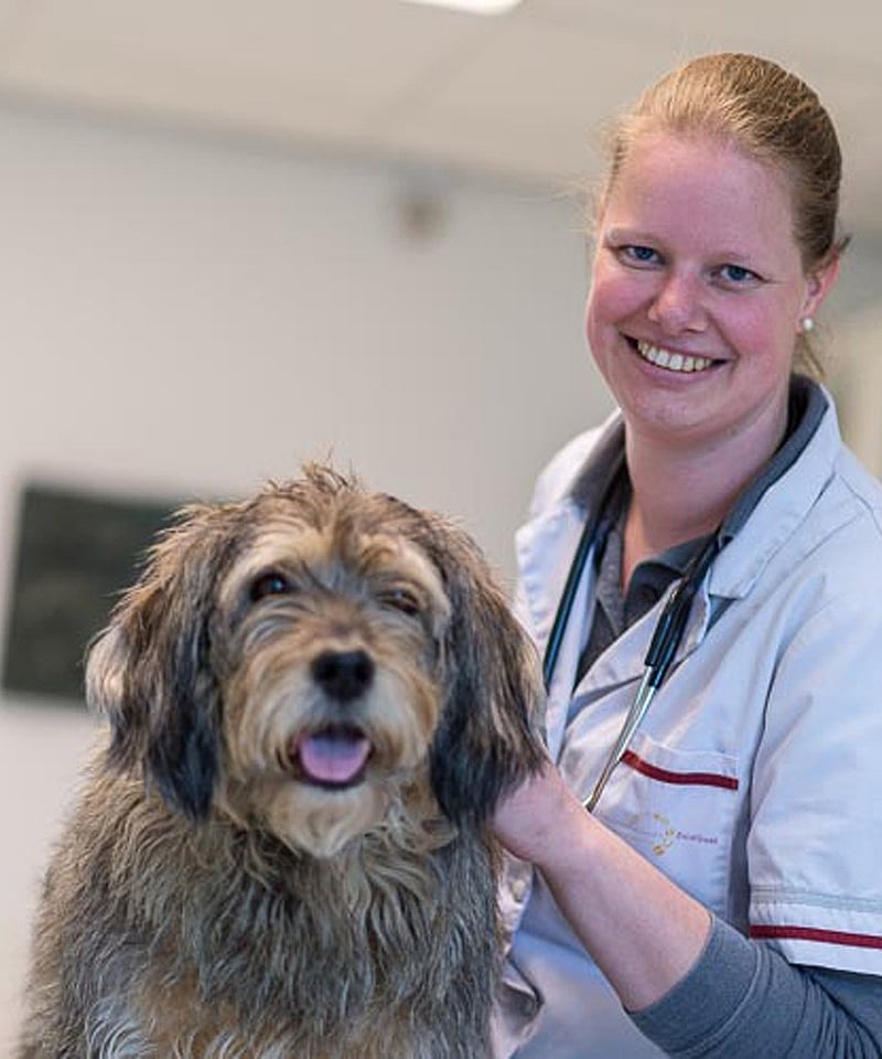 hond op boomstam