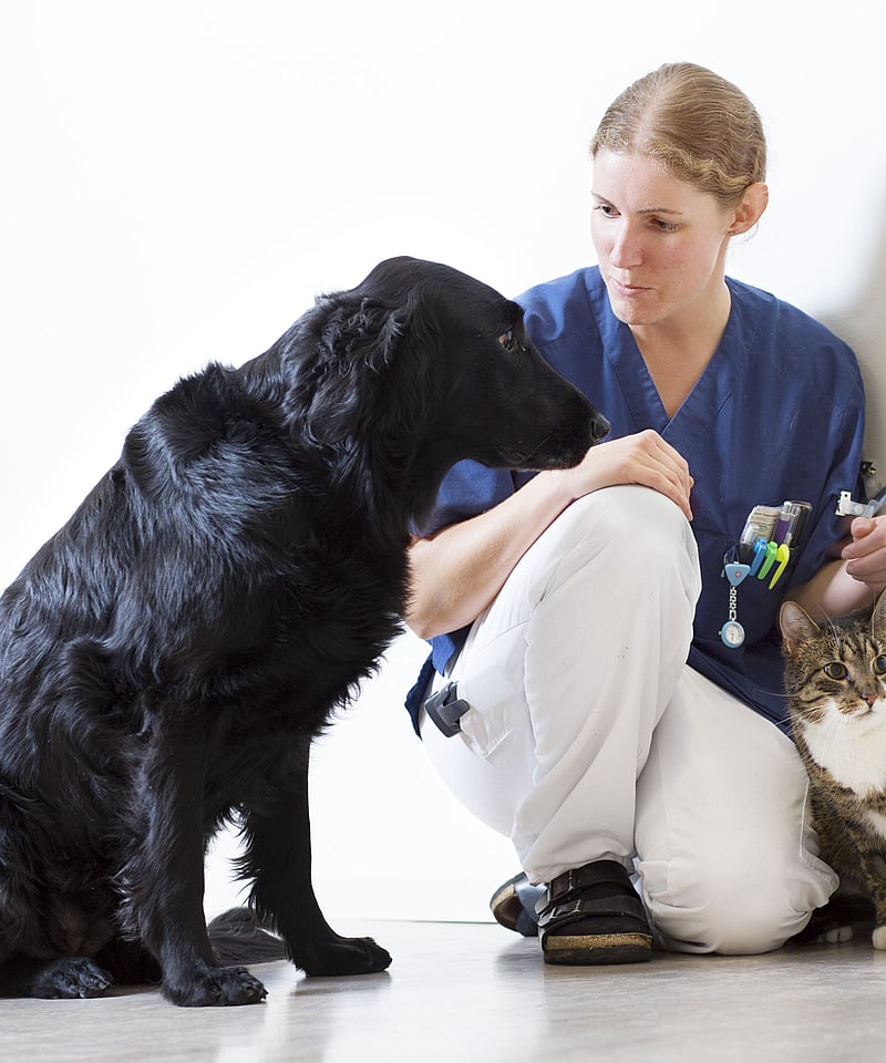 cat and dog