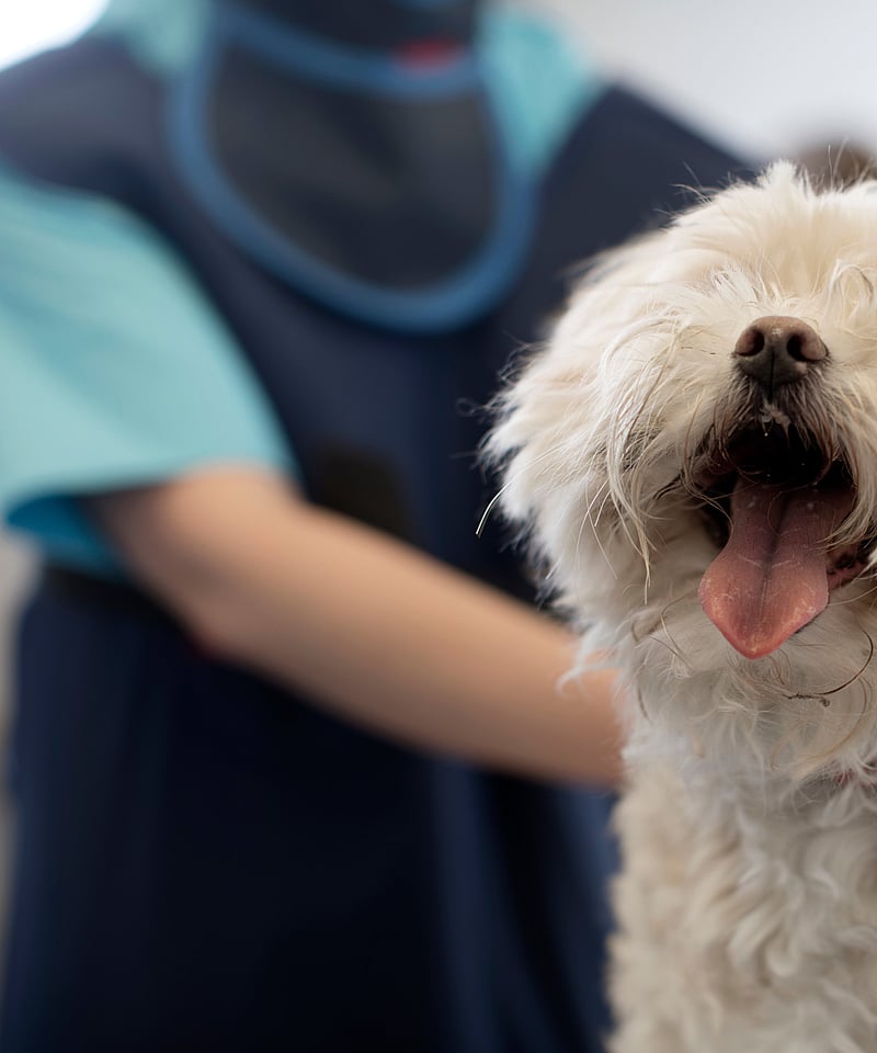 White dog before x-ray