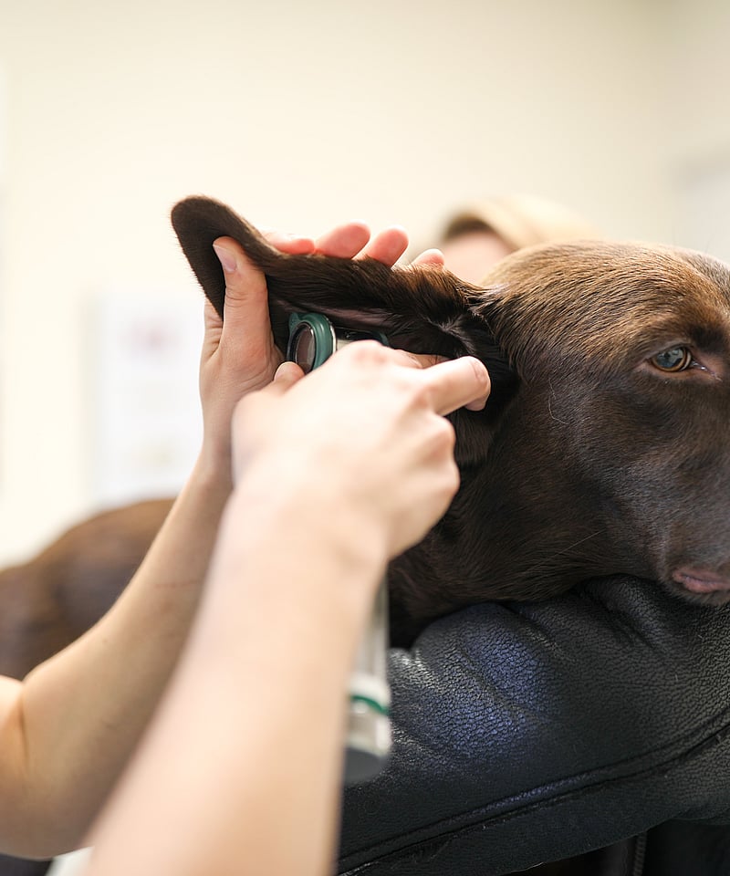 Dierenarts onderzoekt oor van hond