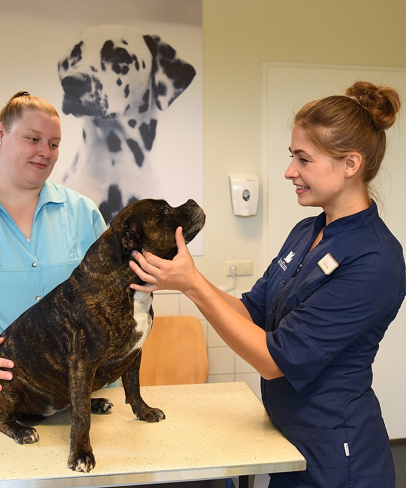 Een persoon die een hond vasthoudt.