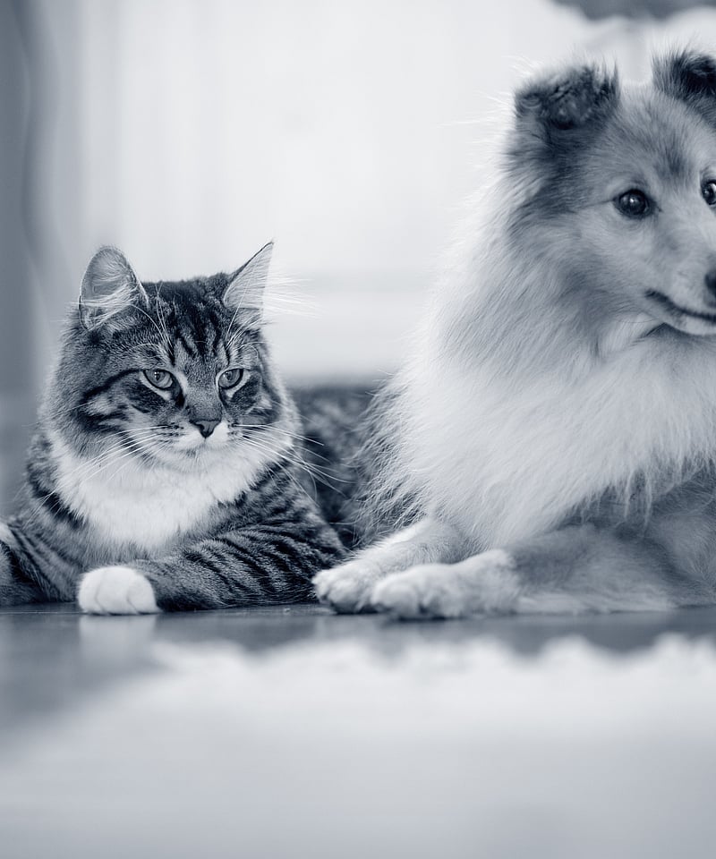 Sheltie and Cat