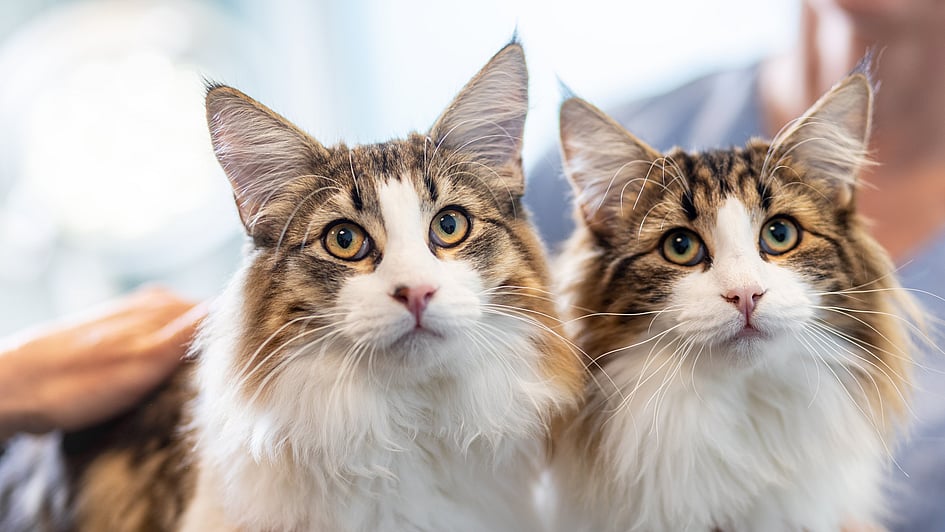 Twee katten met lange bakkebaarden.