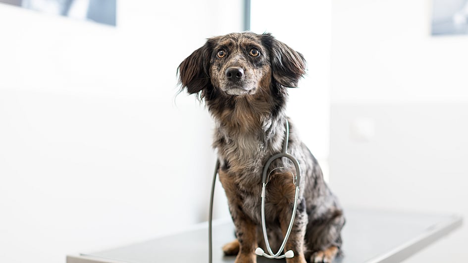 Een hond met een stethoscoop om zijn nek.
