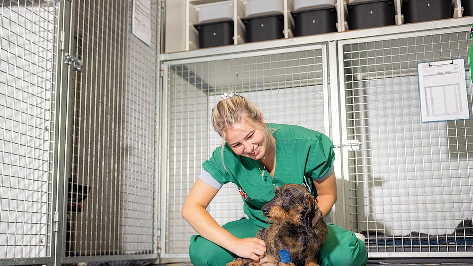 Een persoon in groene scrubs die een hond aait.