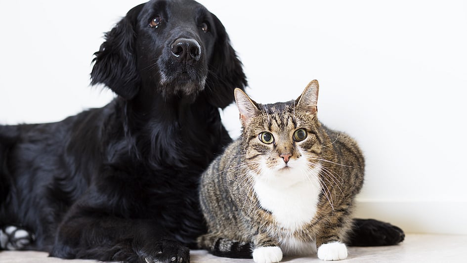Een hond en een kat zitten samen.