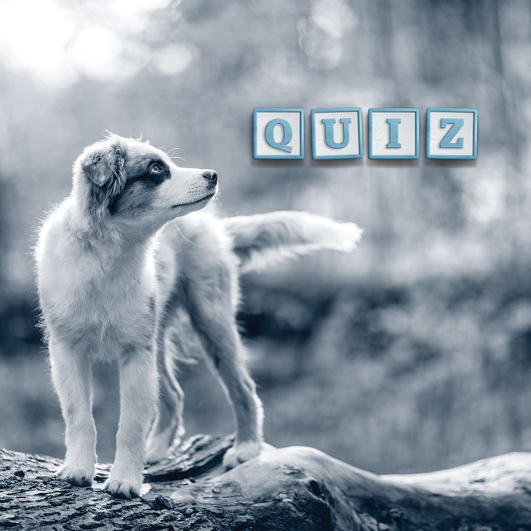 puppy quiz