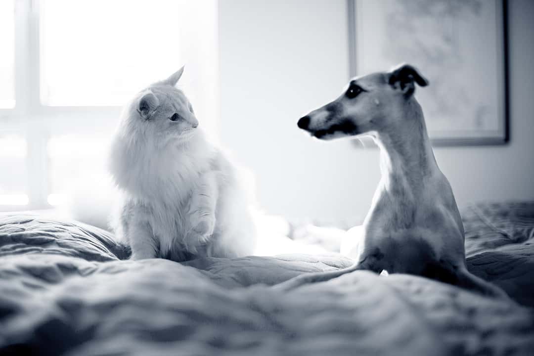 Dog and cat looking at eachother