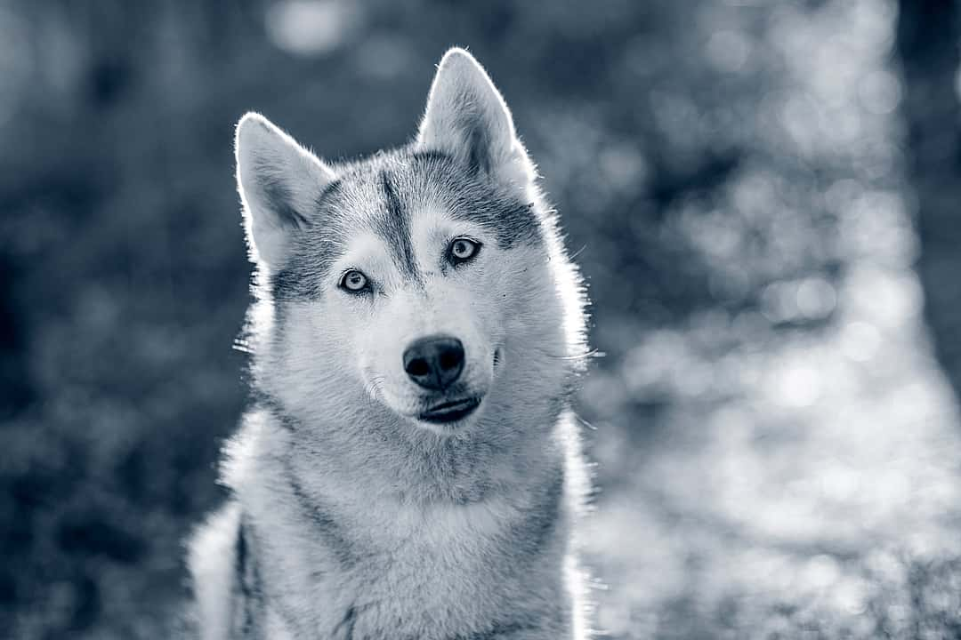 Dog looking straight ahead