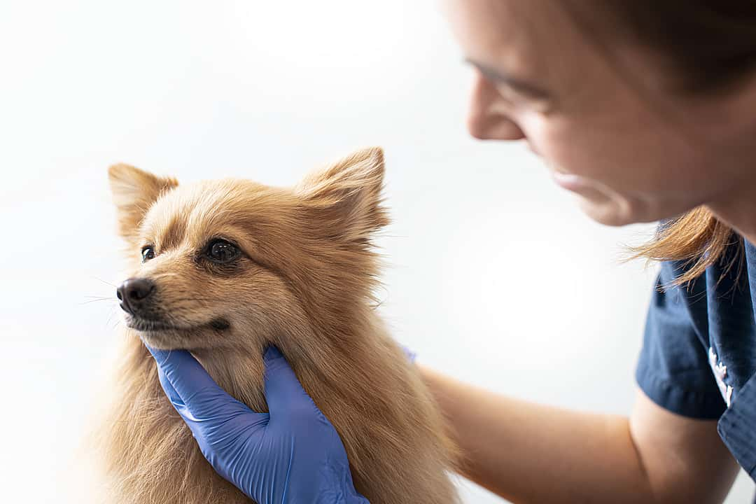 Vet examining small dog