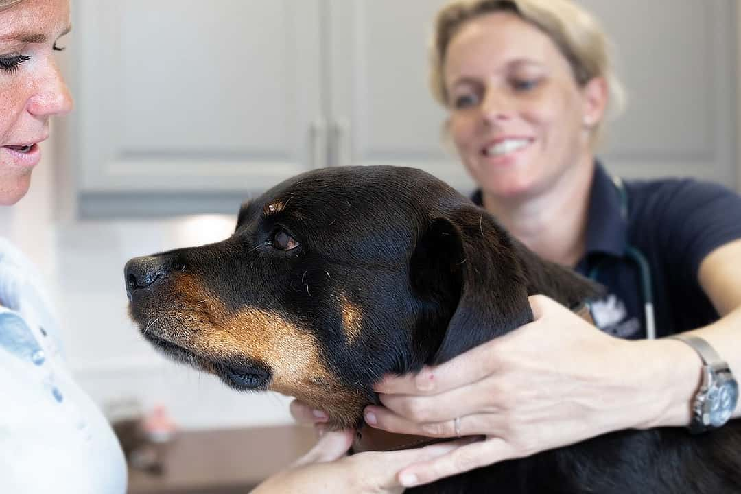 AniCura Dierenkliniek Het Overbosch - Rozenburg