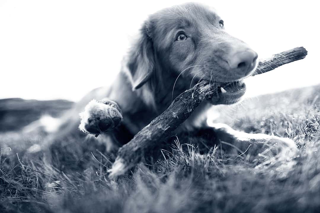 Dog with branch in mouth