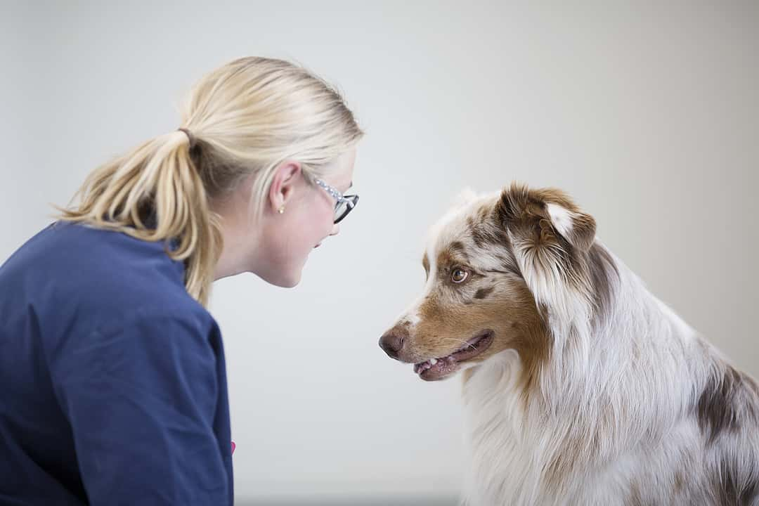 Australian Sheperd