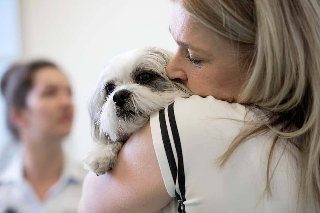 Hond bij de dierenarts in Terneuzen