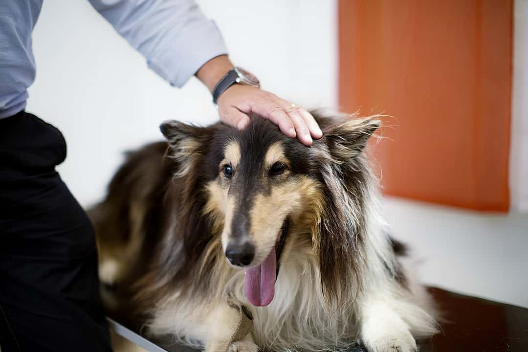 Collie and veterinarian