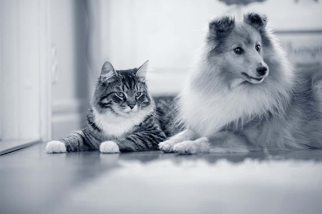 Sheltie and Cat