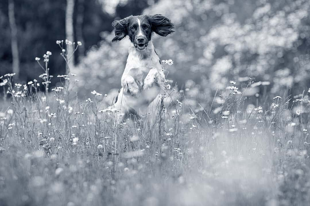 Dog Jumping in Field