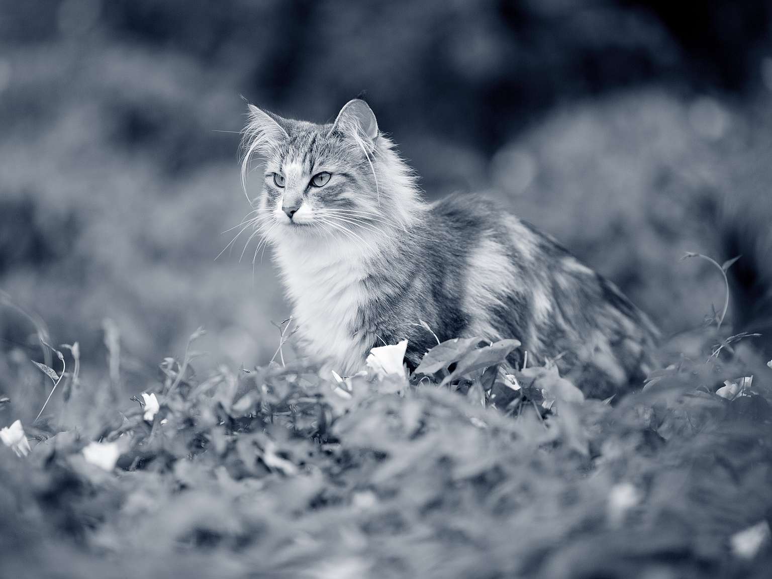 kat i het gras