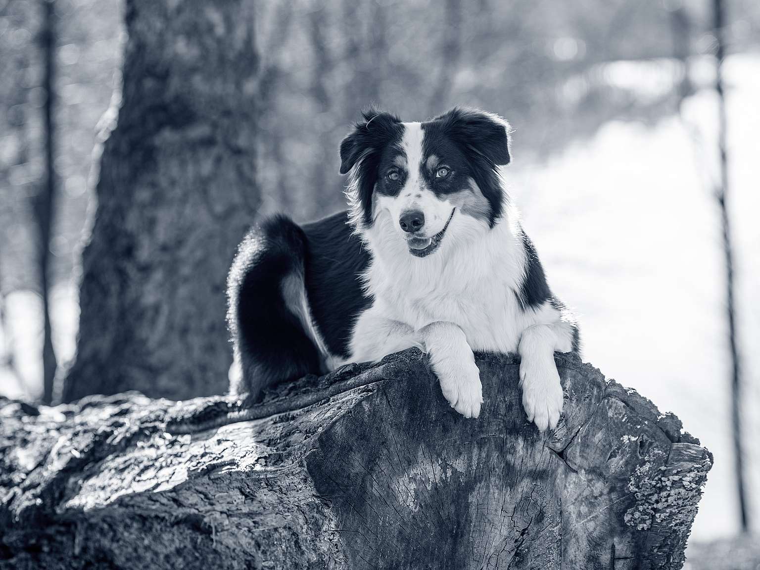 hond op een boom