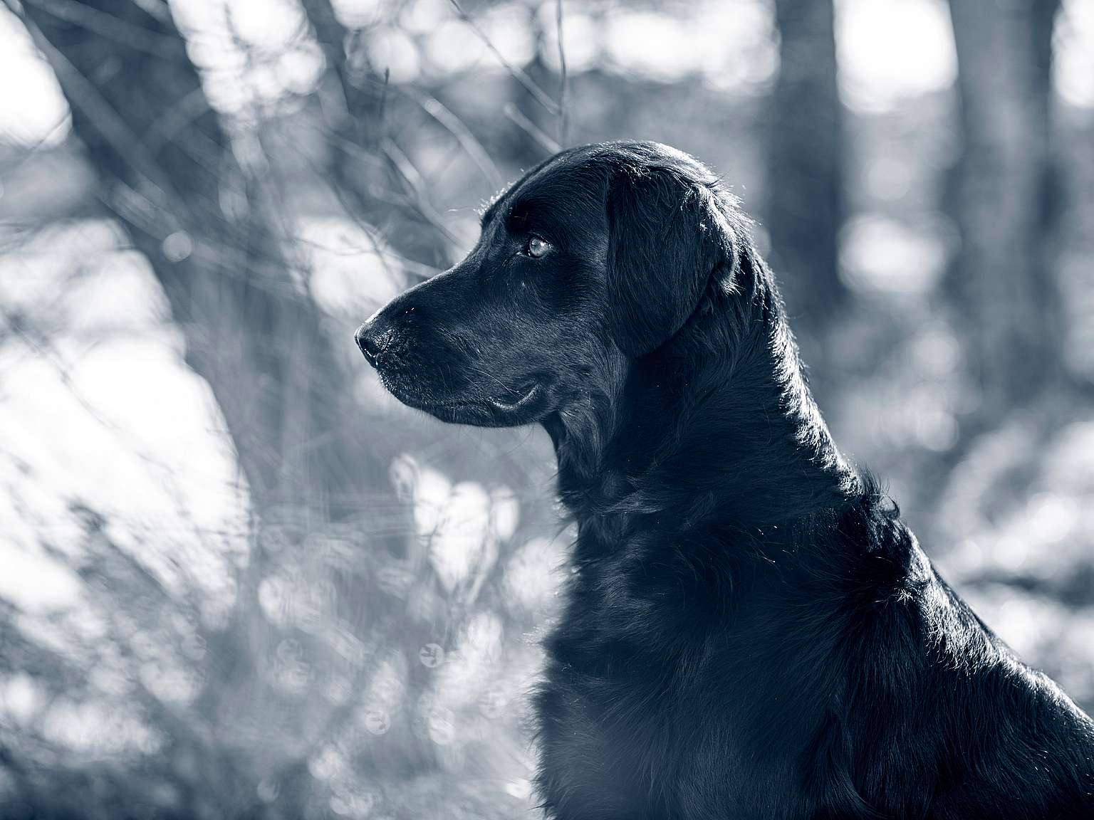 hond staand leeuwarden