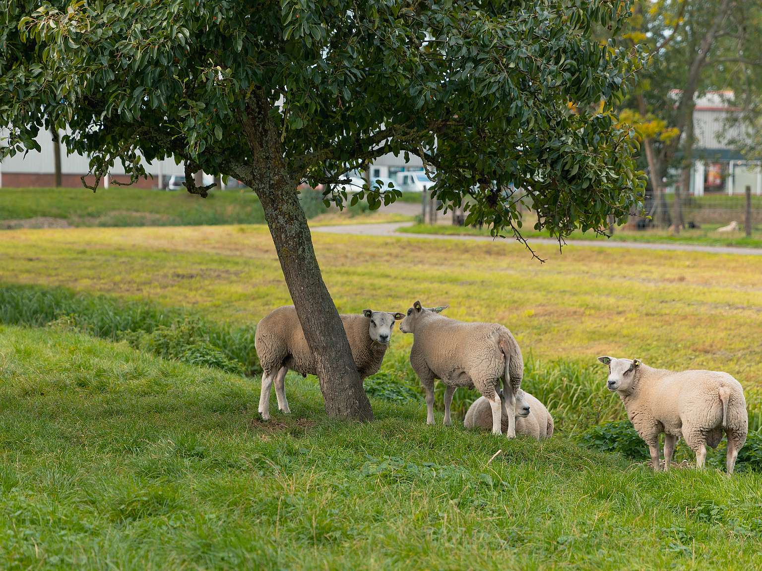schapen bij boom