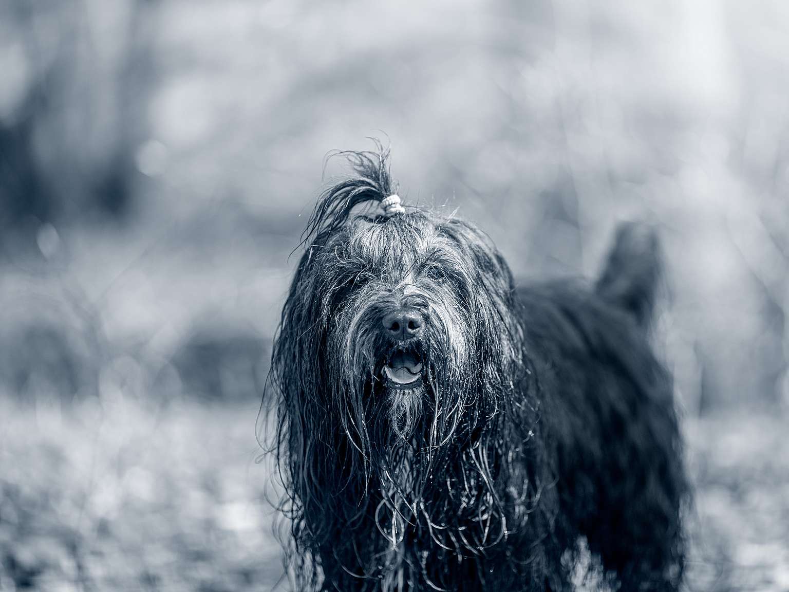 hond