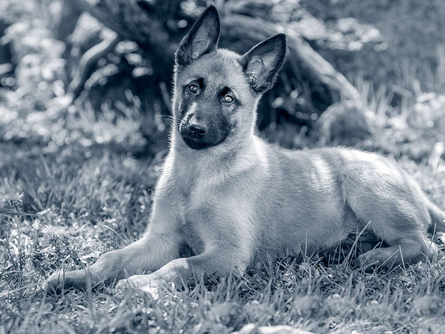 herderspup aan het liggen