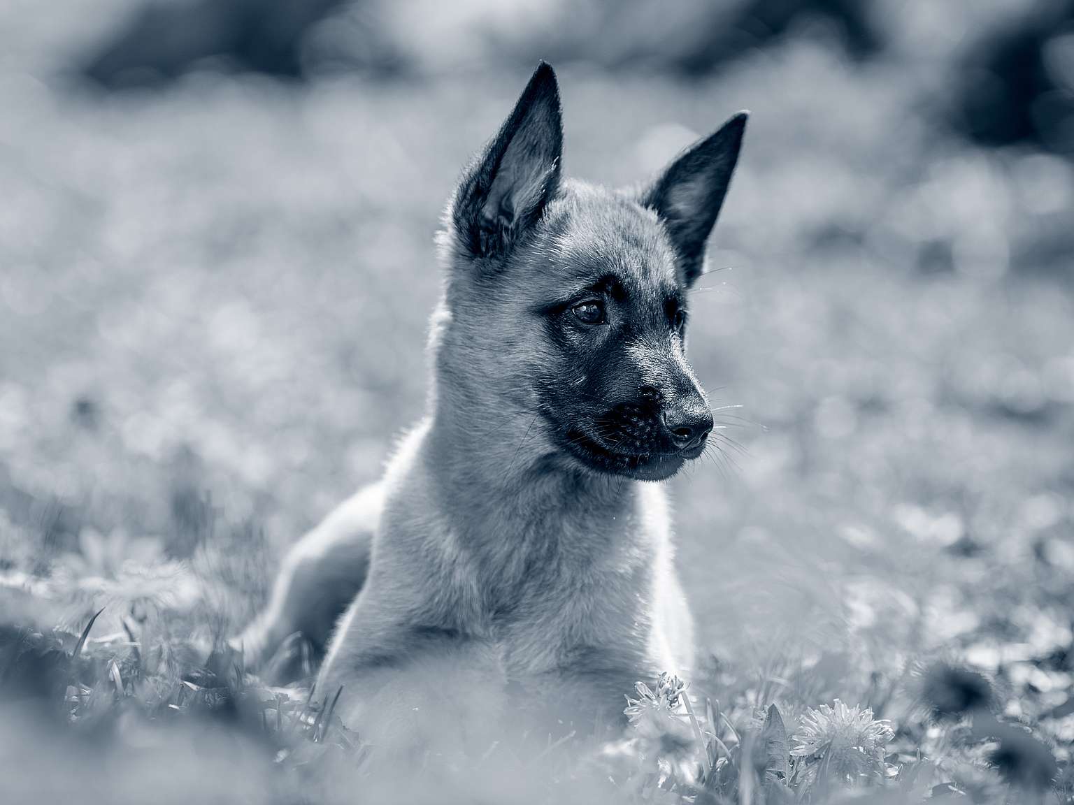 hond buiten het overbosch oostvoorne