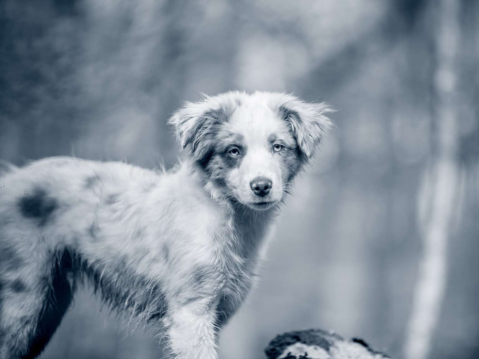 hond staand het overbosch stellendam