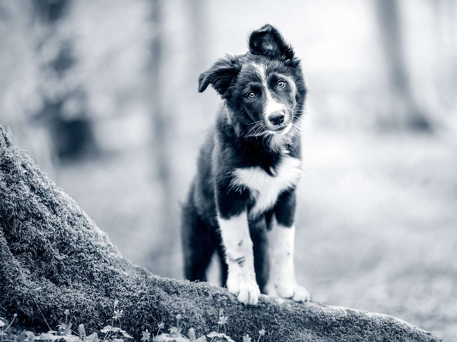 puppy staand op boom