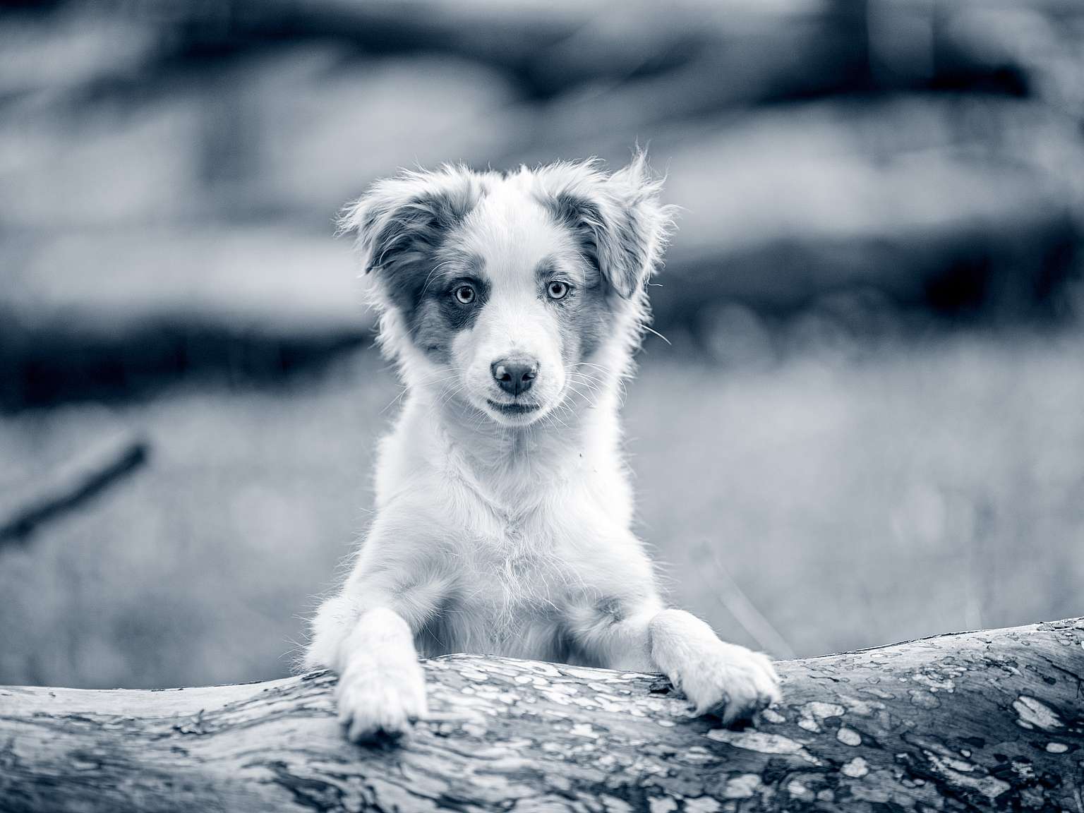 puppy op boom deventer zandweerd