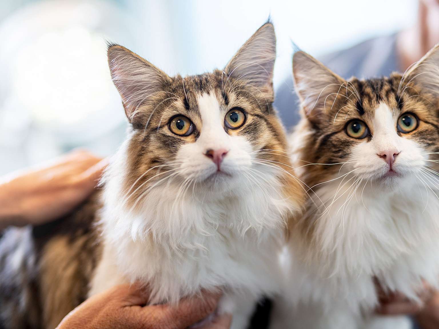 katten in dierenkliniek