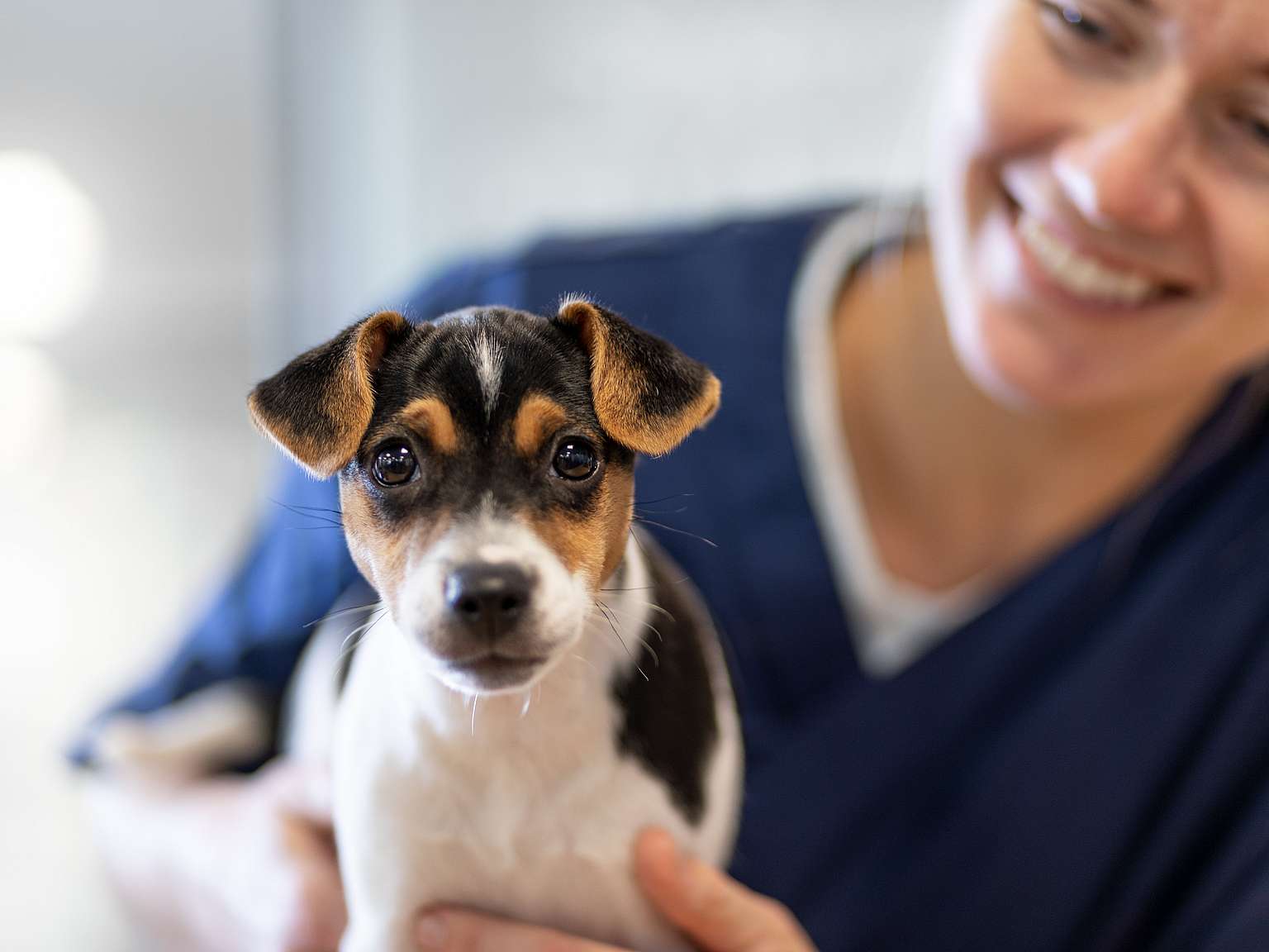 Paraveterinair met hond