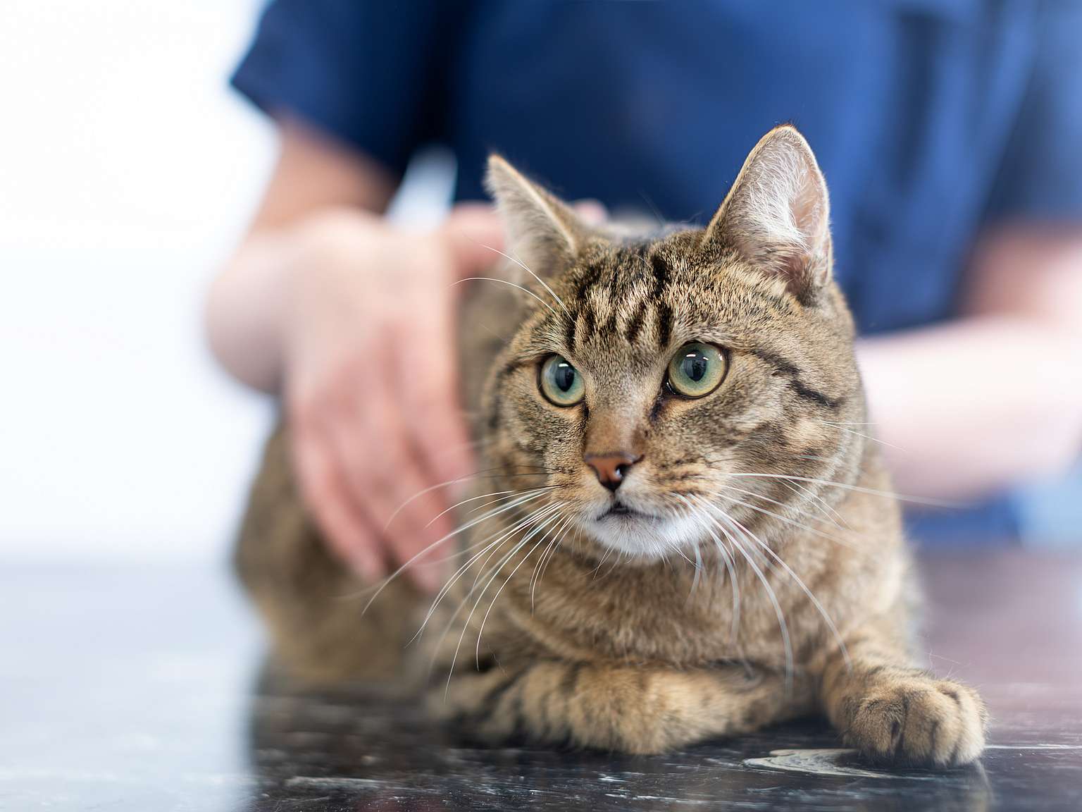 kat op tafel