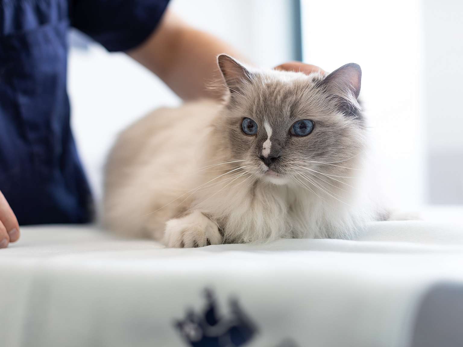 kat met blauwe ogen