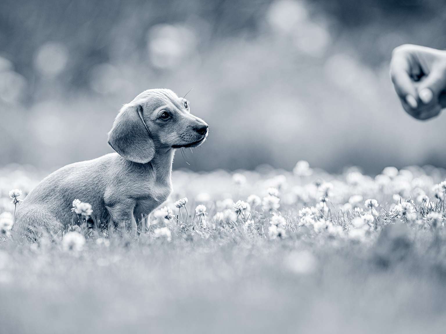 hond in gras