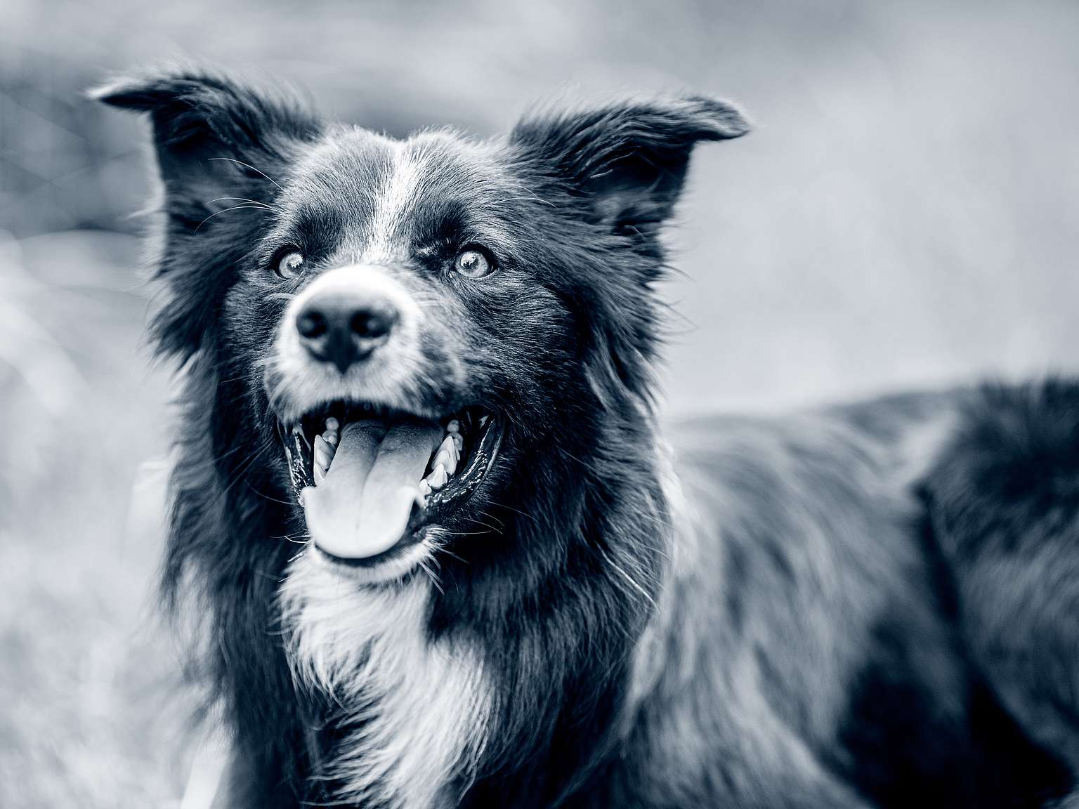 blije hond het overbosch rozenburg