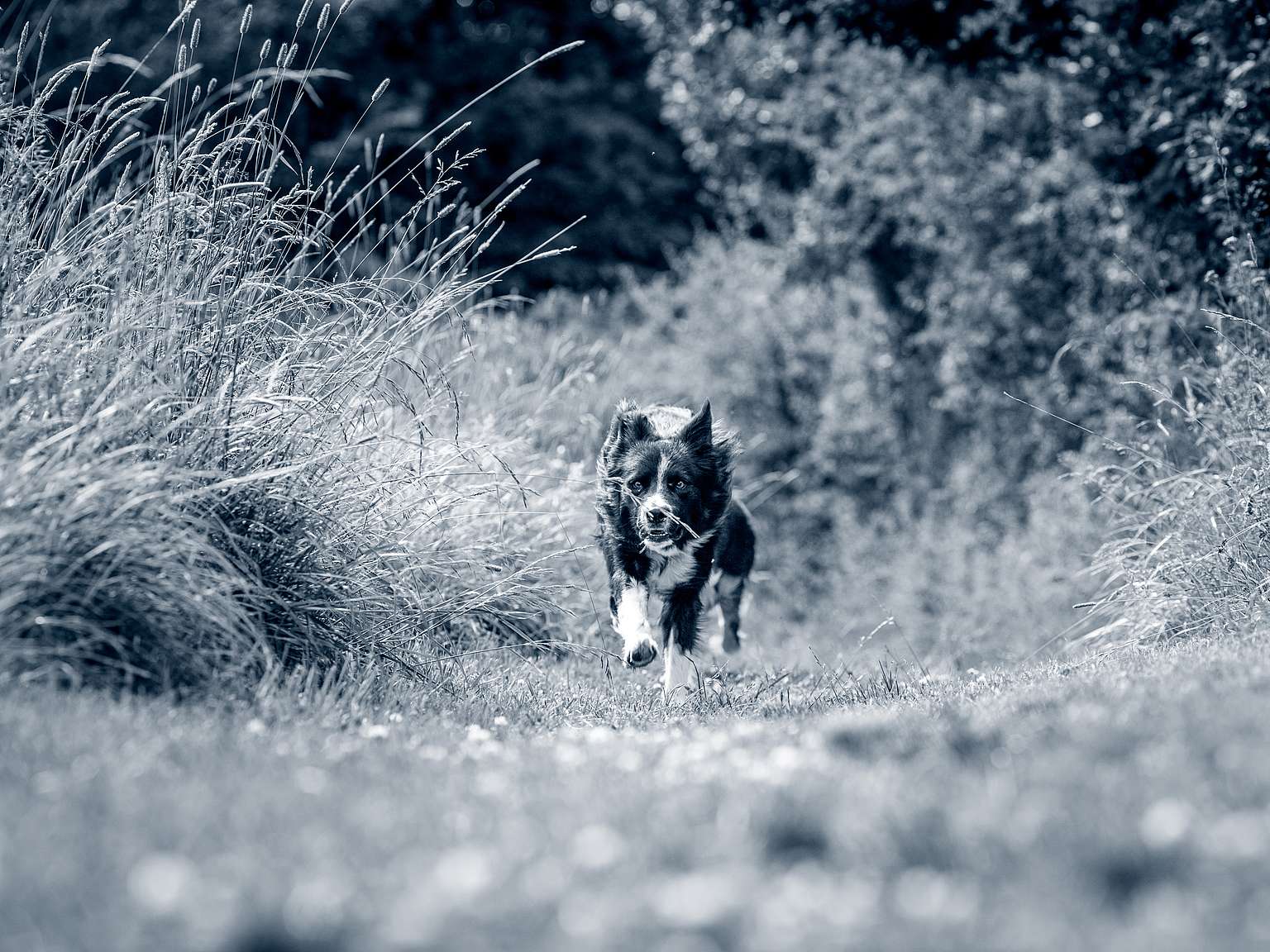 rennende Border collie