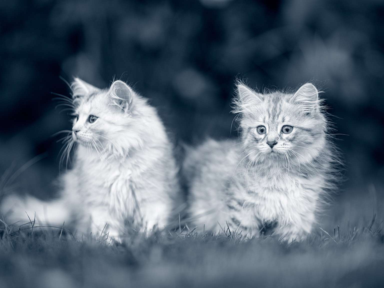 twee kittens